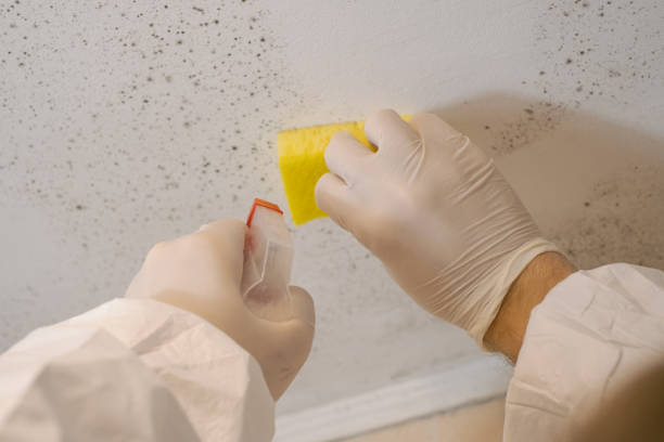 Reliable Akron, CO Mold Removal Solutions