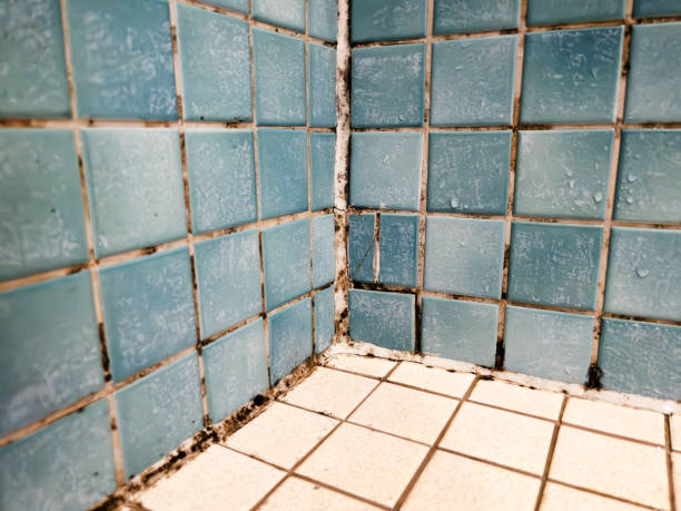 Best Mold Remediation for Healthcare Facilities  in Akron, CO