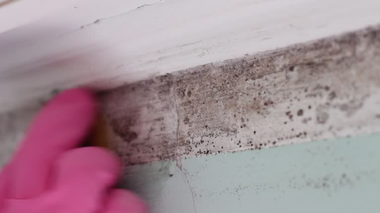 Best Water Damage & Mold Remediation  in Akron, CO